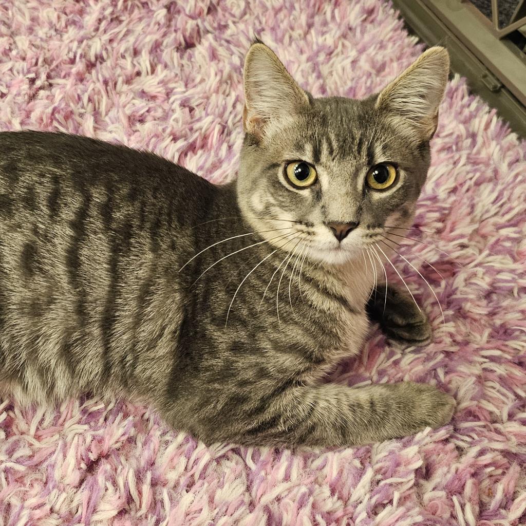 Beignet, Adoptable, Adult Male Domestic Short Hair.