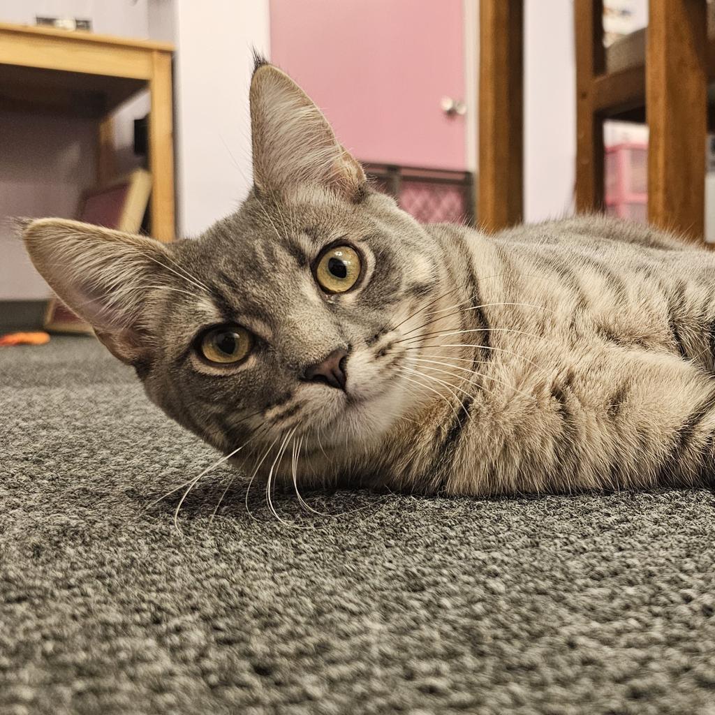 Enlarge Beignet, a Adoptable Domestic Short Hair in FAIRWAY, KS image 2/6