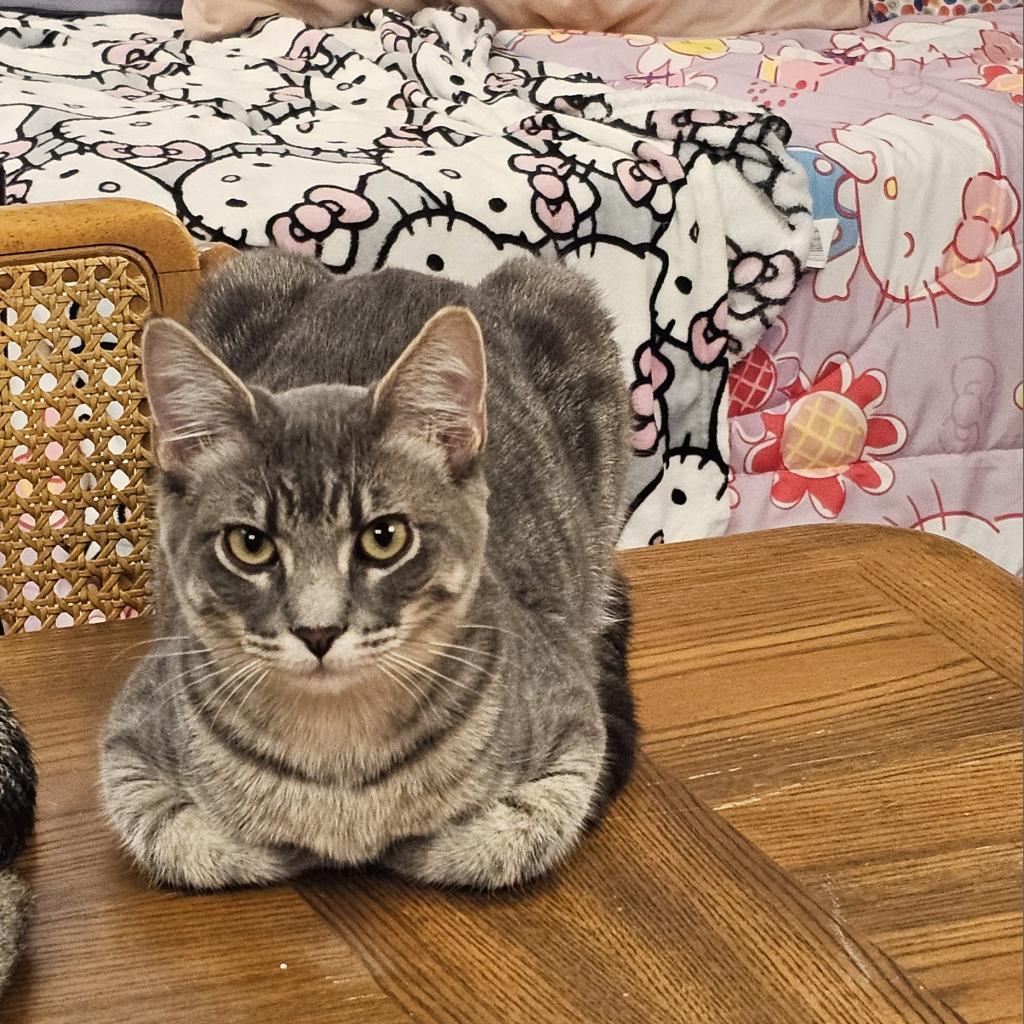 Enlarge Beignet, a Adoptable Domestic Short Hair in FAIRWAY, KS image 4/6