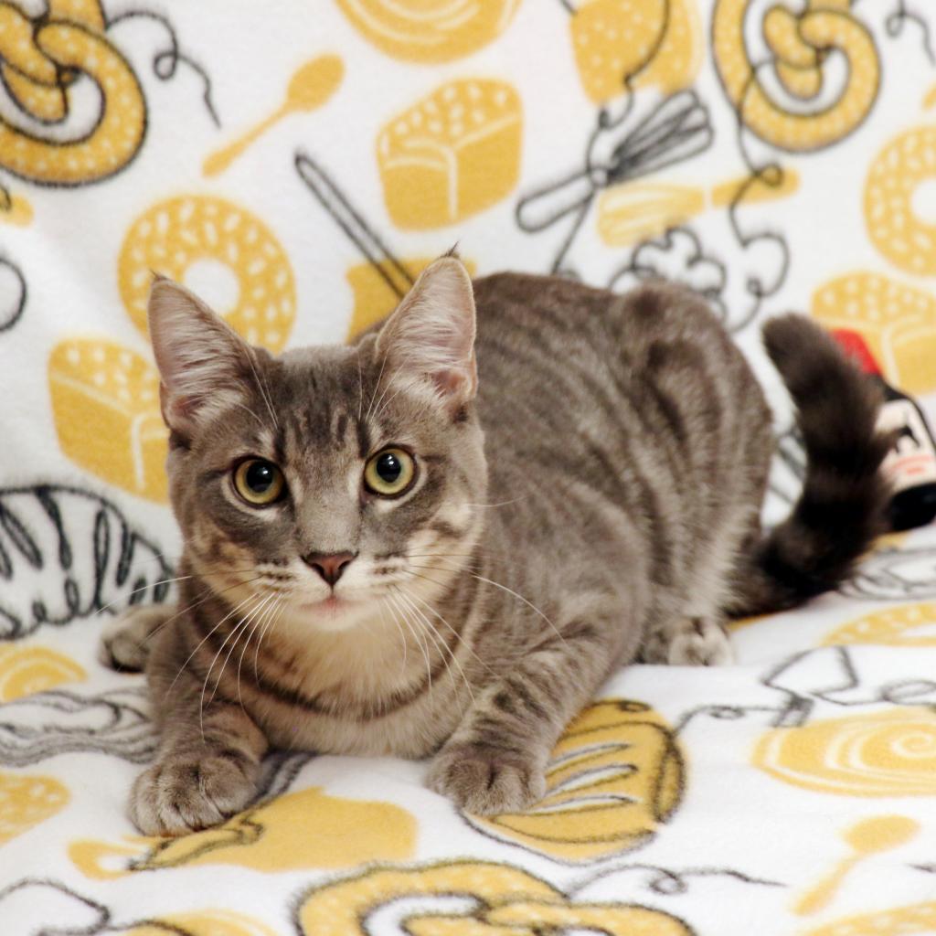 Enlarge Beignet, a Adoptable Domestic Short Hair in FAIRWAY, KS image 5/6