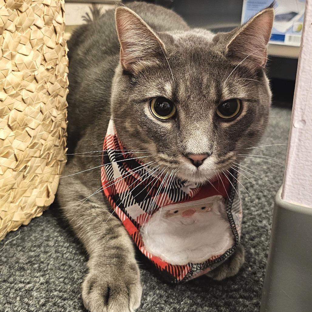 Enlarge Beignet, a Adoptable Domestic Short Hair in FAIRWAY, KS image 6/6