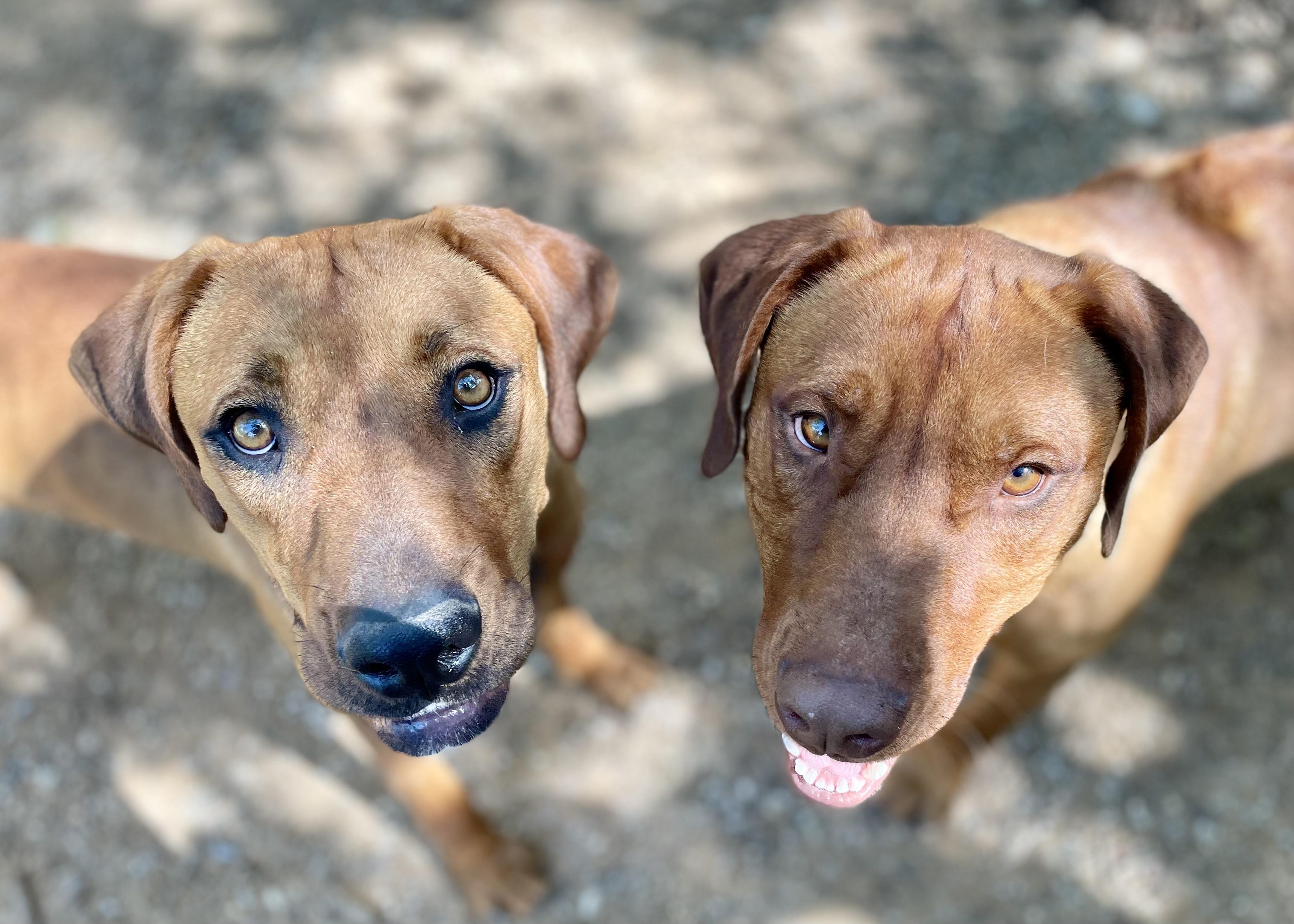 Roo, a Adoptable Rhodesian Ridgeback in Paradise, TX image 3/3