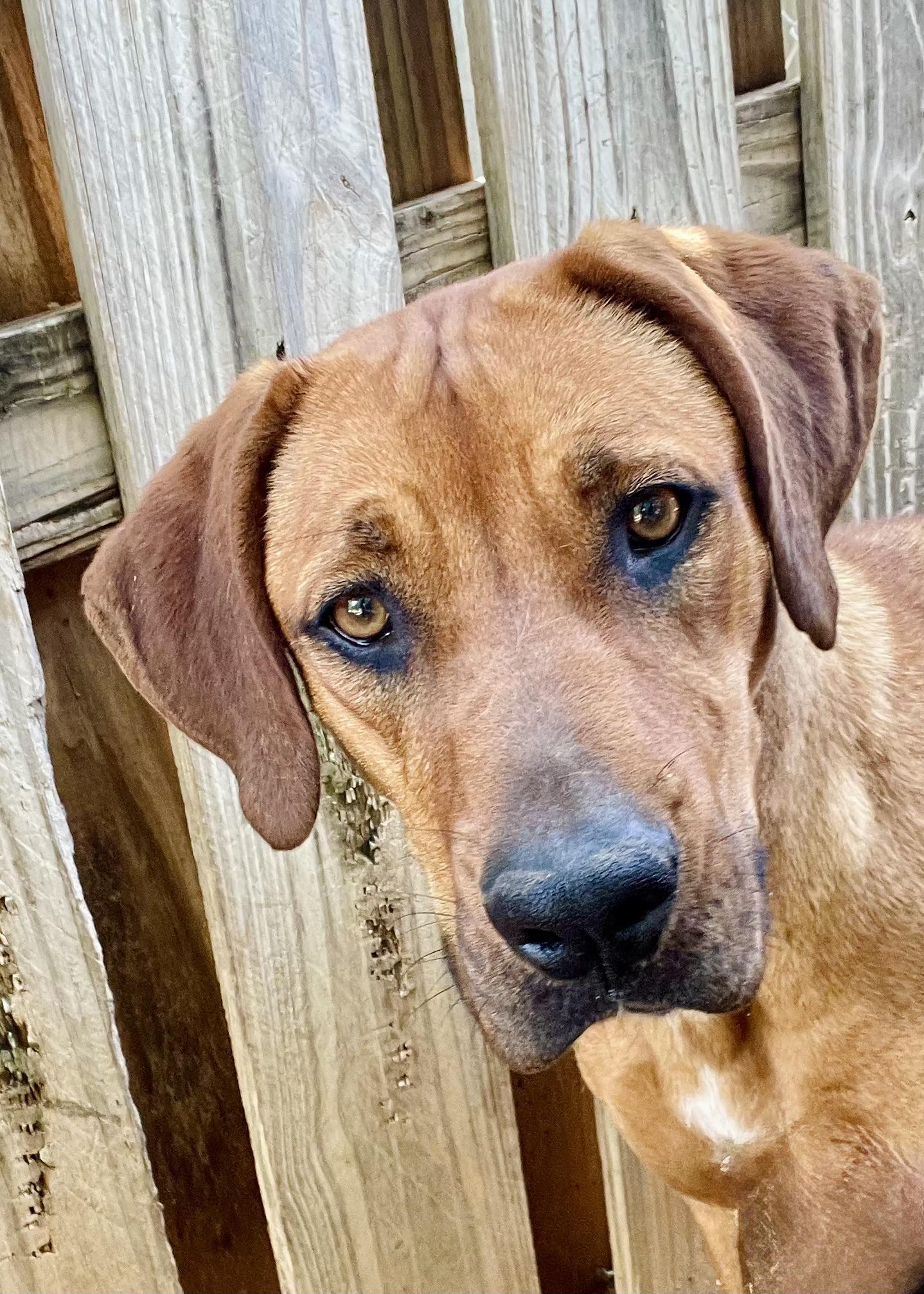 Roo, Adoptable, Young Female Rhodesian Ridgeback.