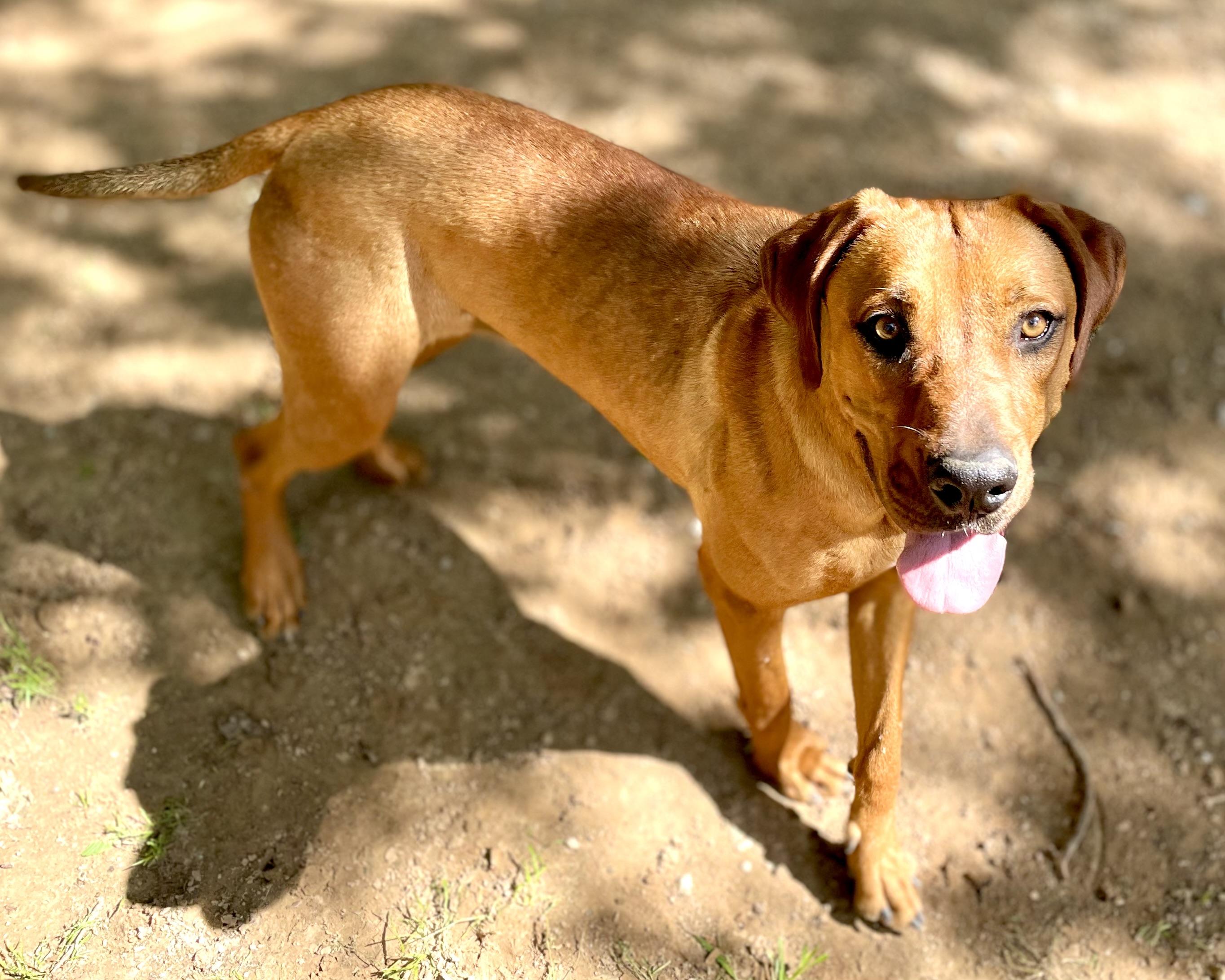 Roo, a Adoptable Rhodesian Ridgeback in Paradise, TX image 2/3