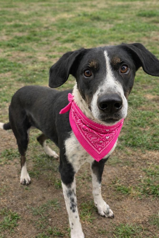 Enlarge Emily Rose, a Adoptable mixed breed in Dickson, TN image 1/2