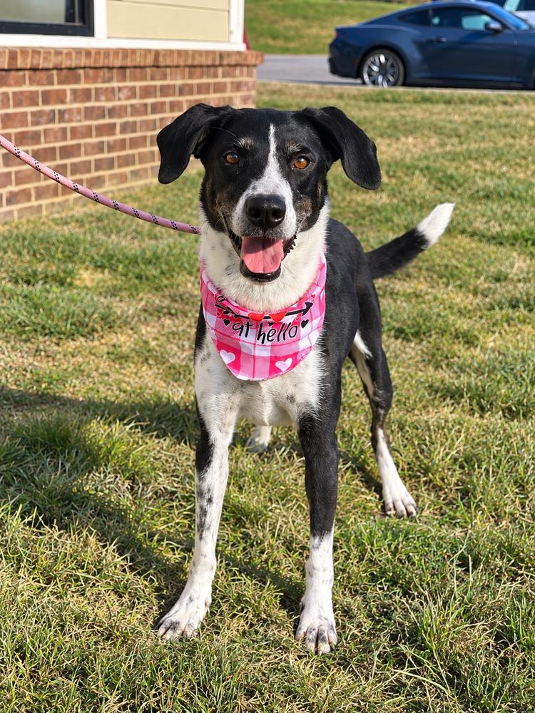 Enlarge Emily Rose, a Adoptable mixed breed in Dickson, TN image 2/3