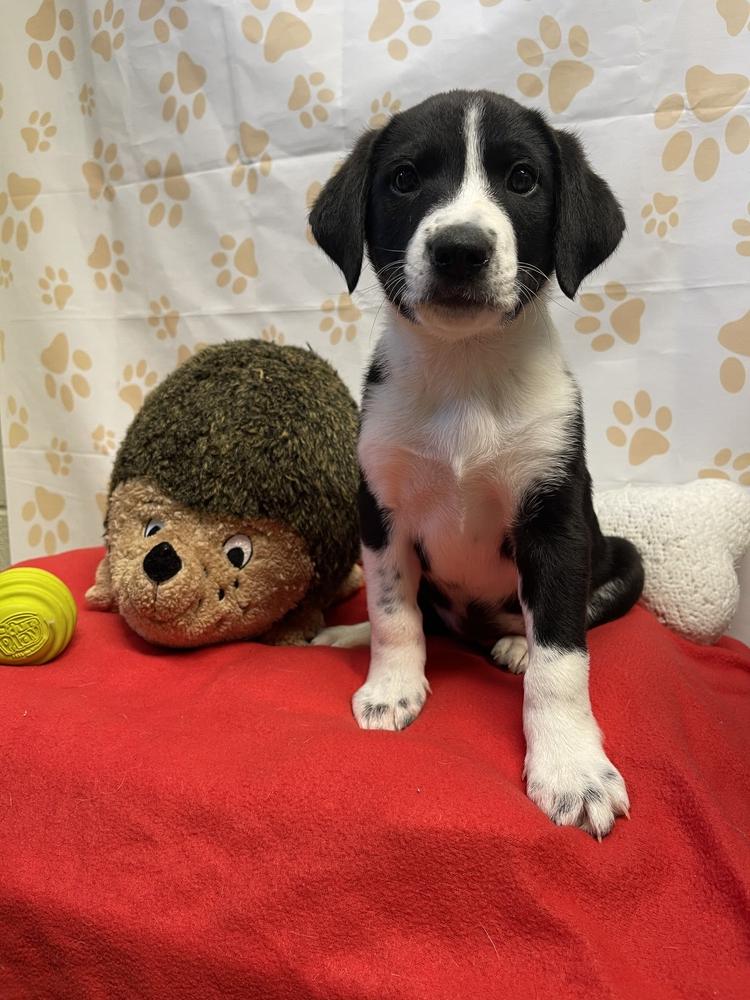 Enlarge Emily Rose, a Adoptable mixed breed in Dickson, TN image 2/2