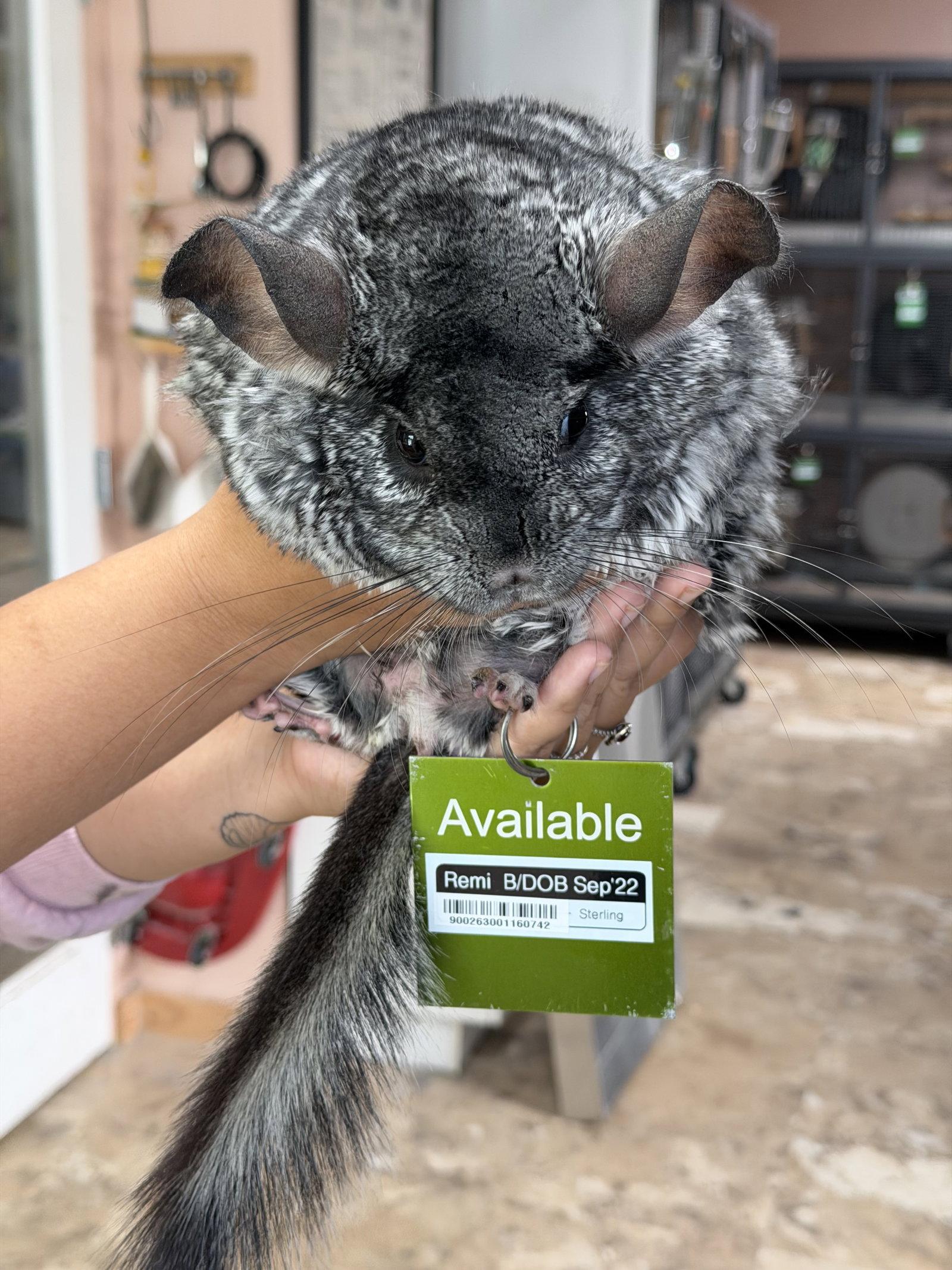 Remi, Adopted, Adult Male Chinchilla.