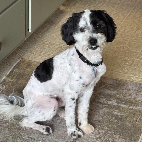 Enlarge Daniel, a Adoptable Shih Tzu in Pacifica, CA image 1/5
