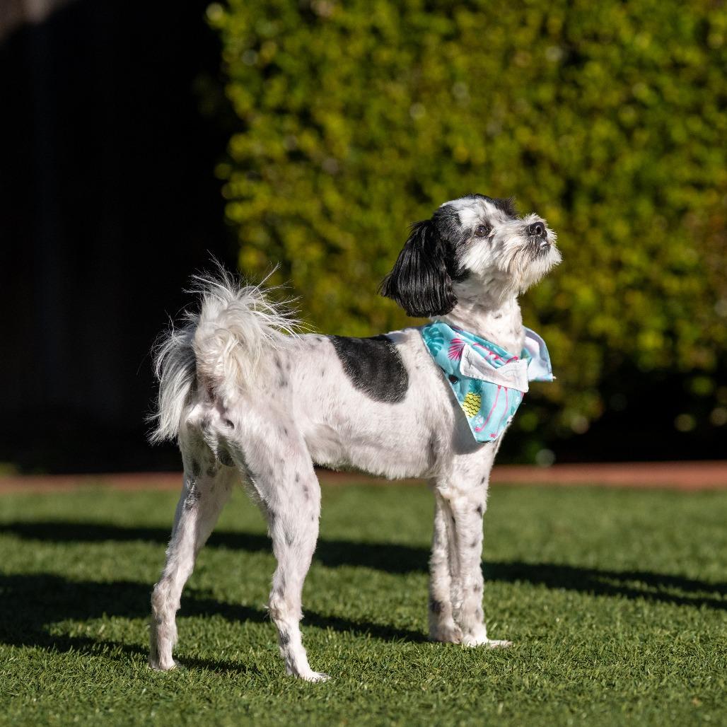 Enlarge Daniel, a Adoptable Shih Tzu in Pacifica, CA image 2/5
