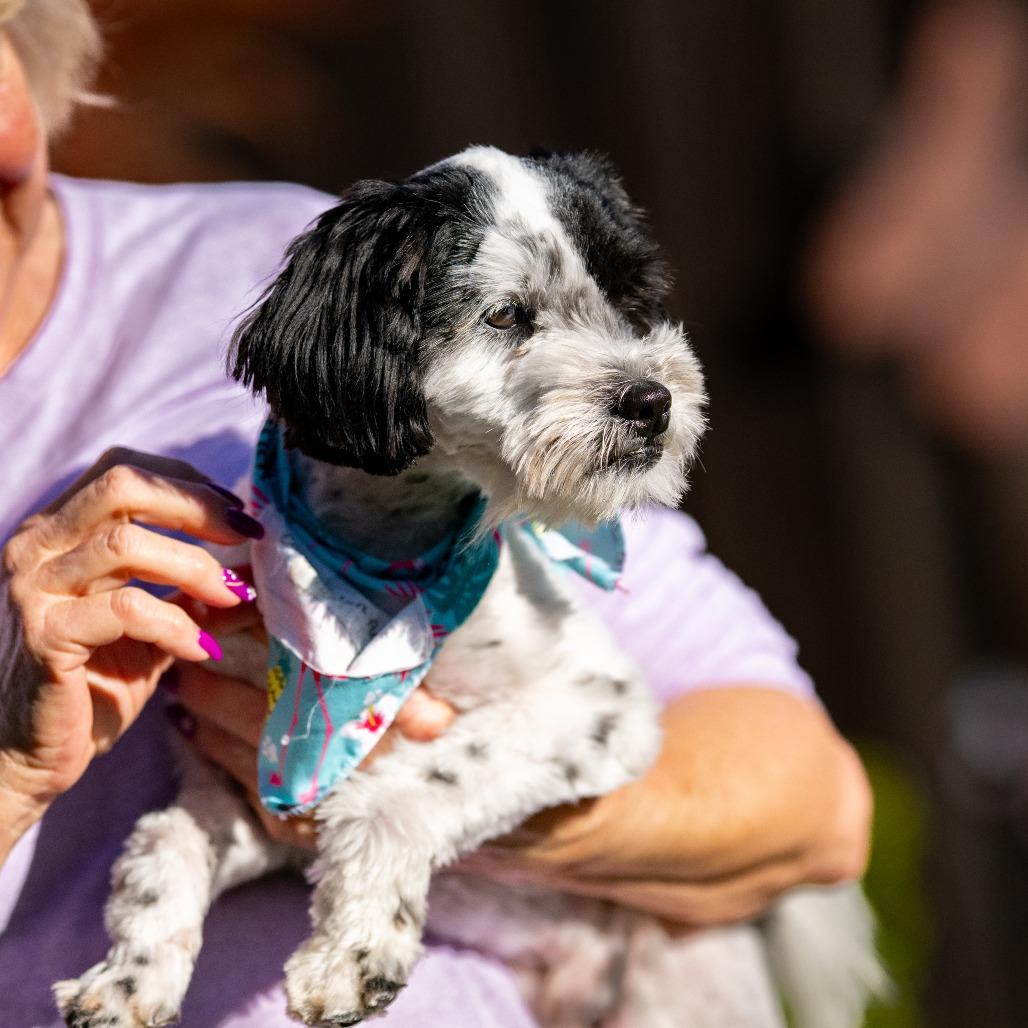 Enlarge Daniel, a Adoptable Shih Tzu in Pacifica, CA image 3/5