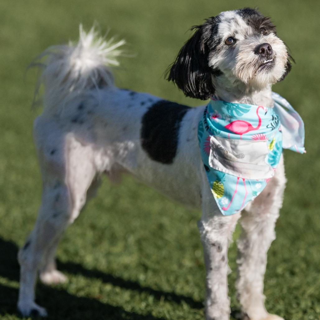 Enlarge Daniel, a Adoptable Shih Tzu in Pacifica, CA image 4/5