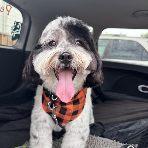 Enlarge Daniel, a Adoptable Shih Tzu in Pacifica, CA image 5/5