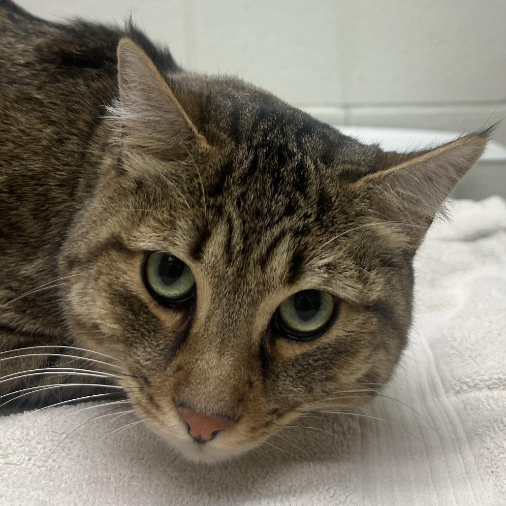 Enlarge Bruno, a Adoptable Domestic Short Hair in Murray, UT image 1/1