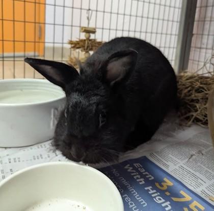 Kendel, Adoptable, Adult Female American & Bunny Rabbit.