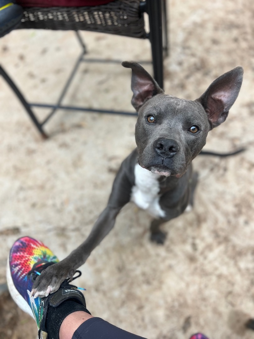 Clarence, Adoptable, Young Male Pit Bull Terrier.
