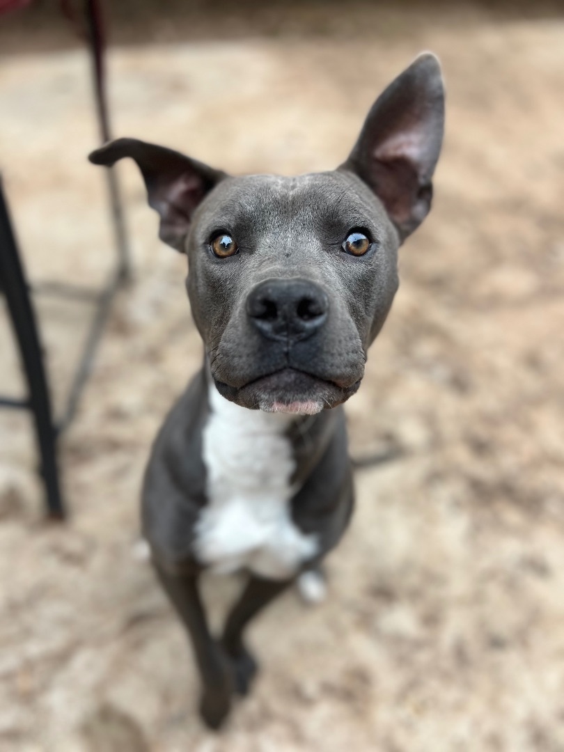 Clarence, a Adoptable Pit Bull Terrier in Peoria, AZ image 2/5