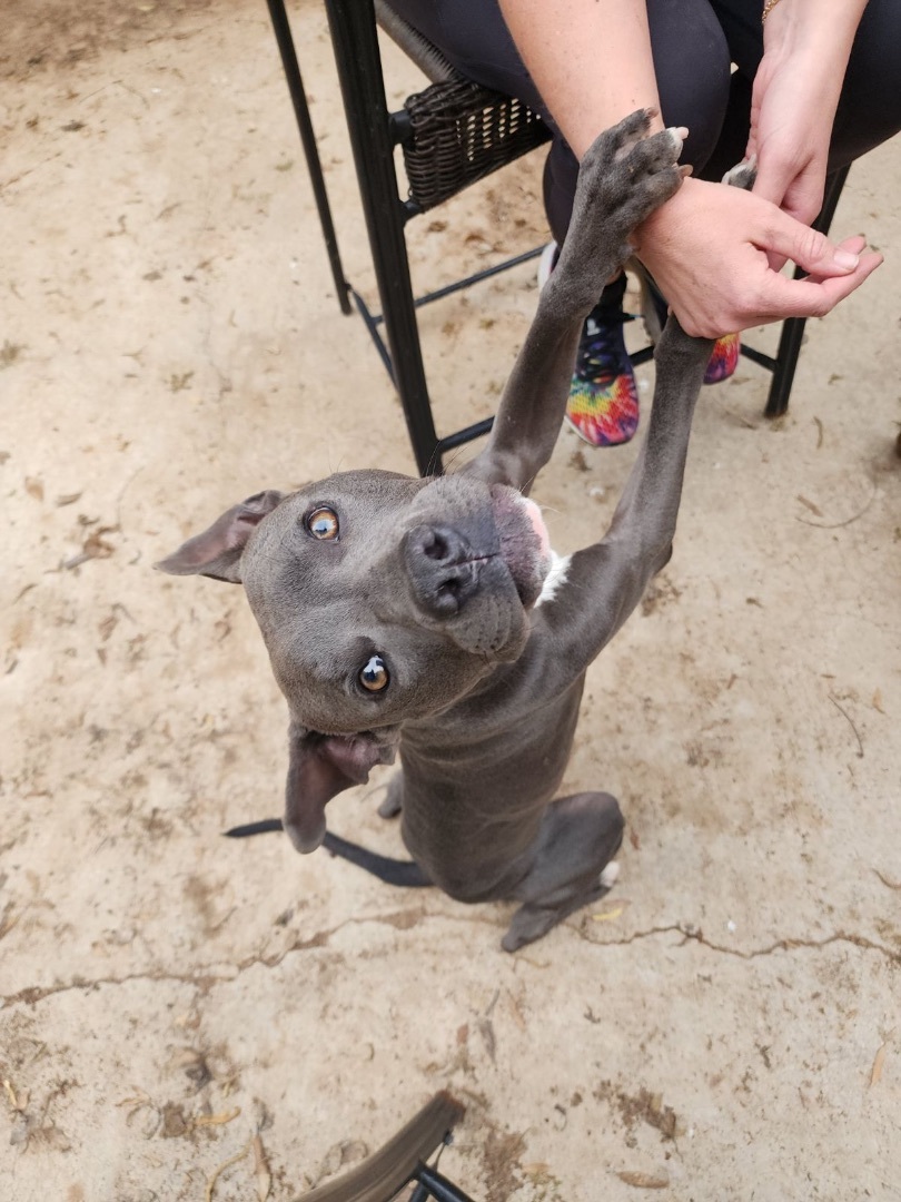 Clarence, a Adoptable Pit Bull Terrier in Peoria, AZ image 3/5