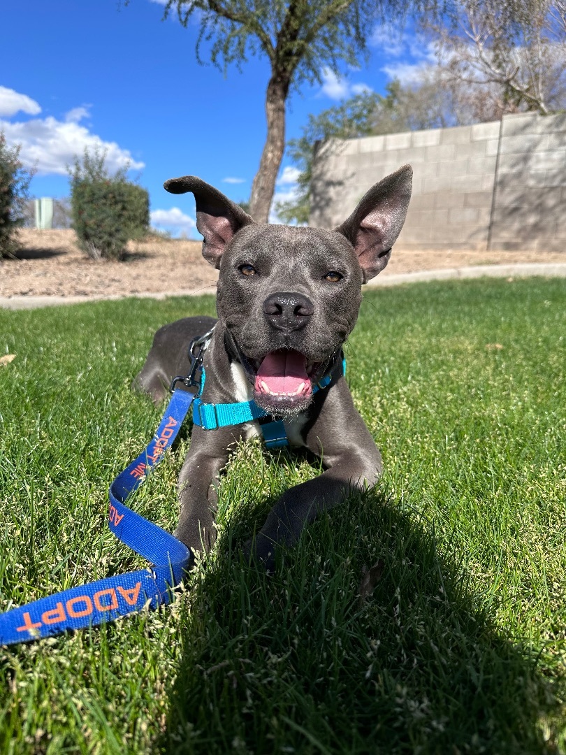 Clarence, a Adoptable Pit Bull Terrier in Peoria, AZ image 4/5
