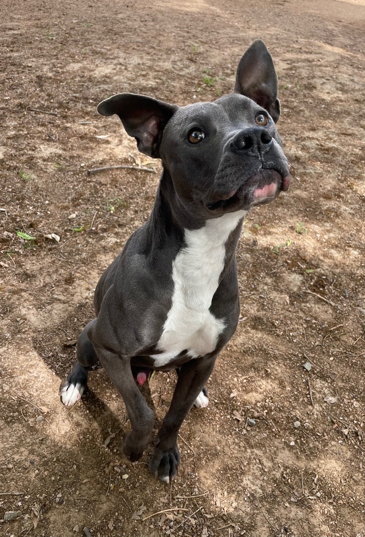 Clarence, a Adoptable Pit Bull Terrier in Peoria, AZ image 5/5