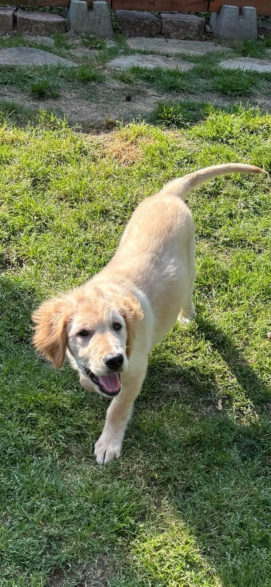Renee, Adoptable, Puppy Female Great Pyrenees & Golden Retriever.