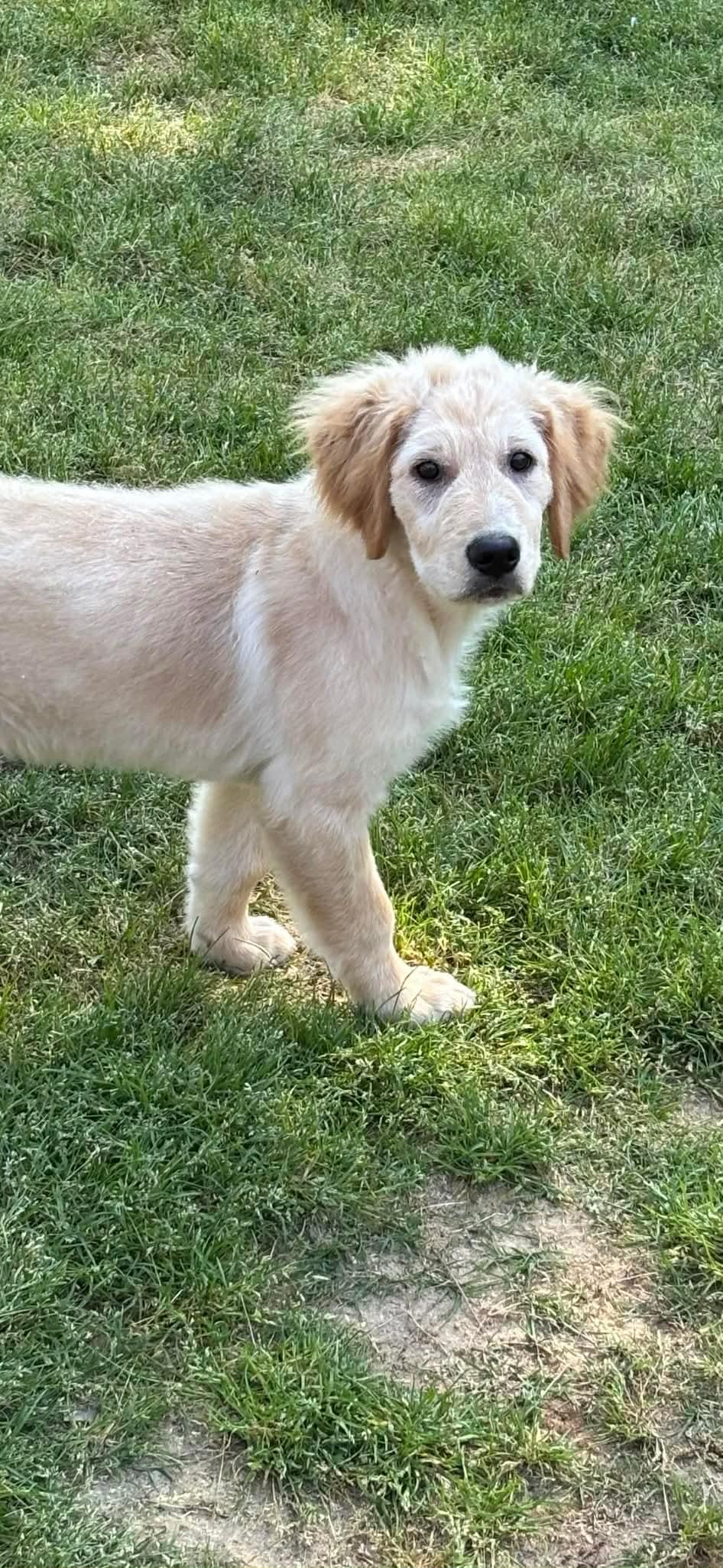 Enlarge Renee, a Adoptable mixed breed in Crystal Lake, IL image 2/4