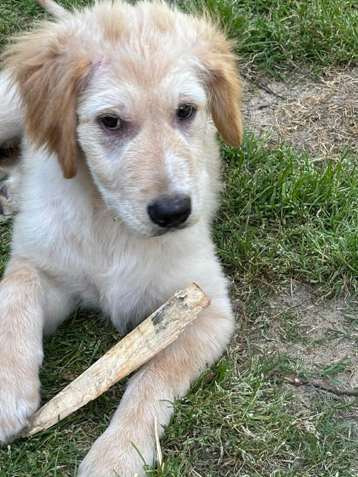 Enlarge Renee, a Adoptable mixed breed in Crystal Lake, IL image 4/4