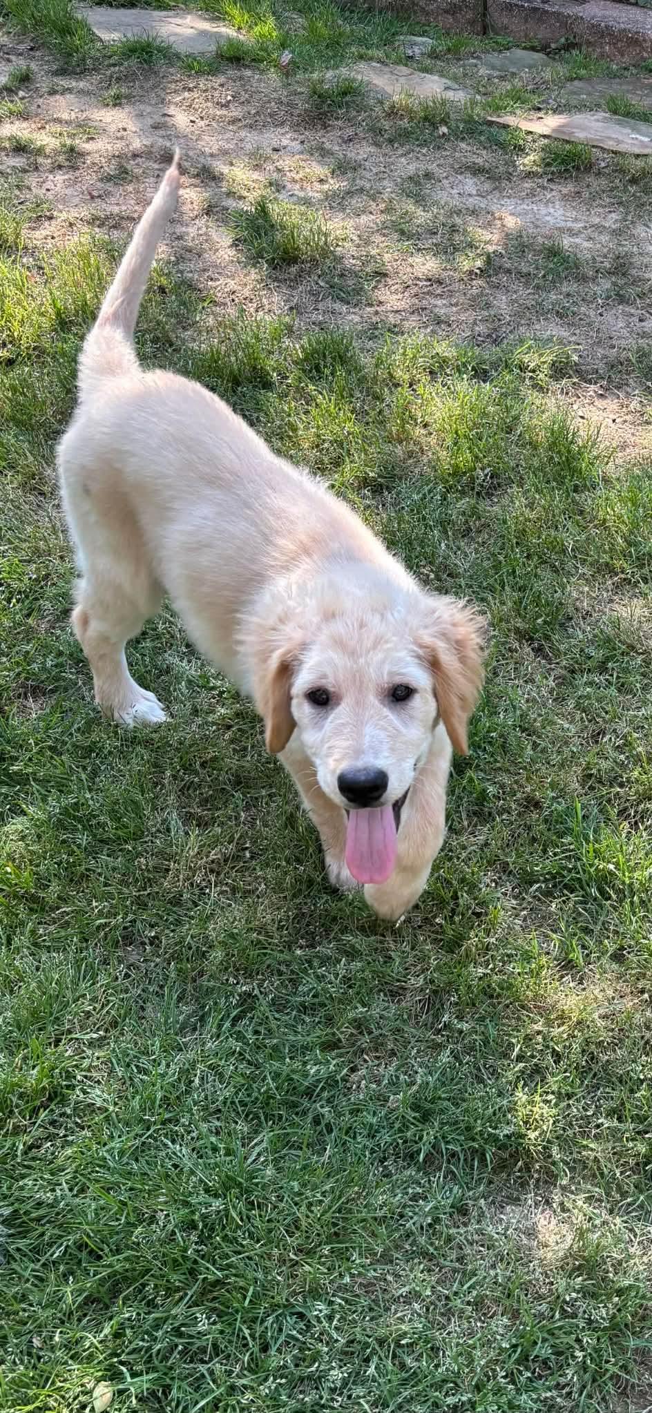 Enlarge Renee, a Adoptable mixed breed in Crystal Lake, IL image 3/4