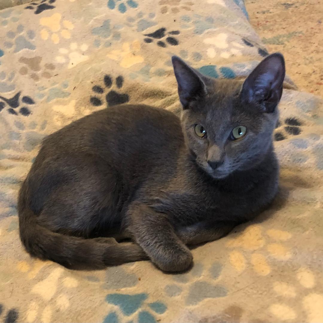 Fozzy & Wiggles, a ADOPTABLE mixed breed in Hot Springs, AR image 2/6