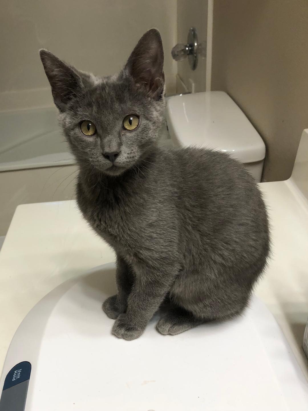 Fozzy & Wiggles, a ADOPTABLE mixed breed in Hot Springs, AR image 5/6