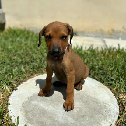 Enlarge Bubbles, a ADOPTABLE mixed breed in Miami, FL image 4/4