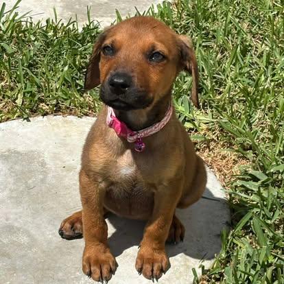 Enlarge Bubbles, a ADOPTABLE mixed breed in Miami, FL image 1/4
