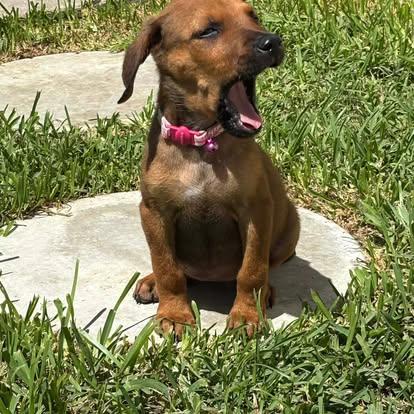 Enlarge Bubbles, a ADOPTABLE mixed breed in Miami, FL image 3/4