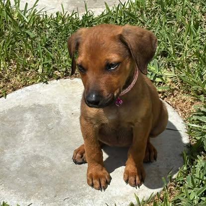 Enlarge Bubbles, a ADOPTABLE mixed breed in Miami, FL image 2/4