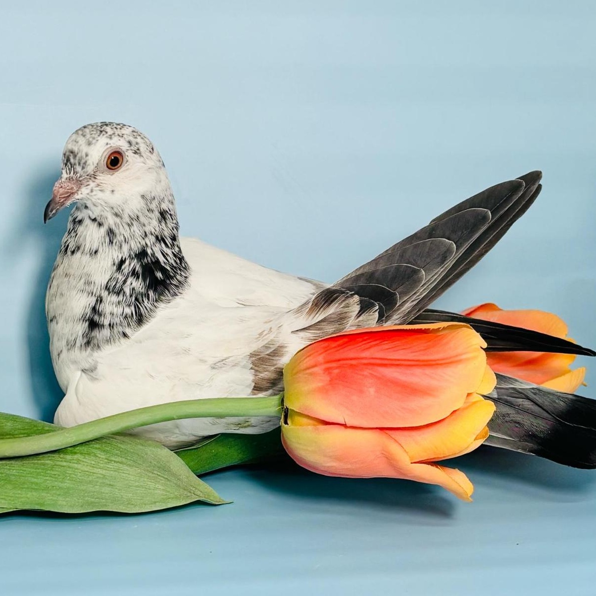 Enlarge Stormy, a Adoptable Pigeon in Chicago, IL image 4/4