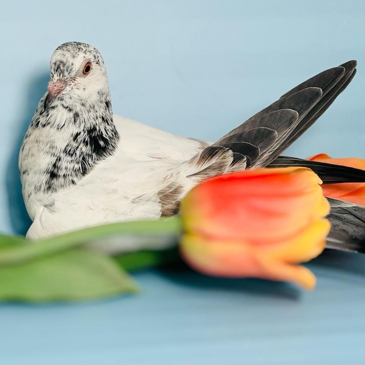 Enlarge Stormy, a Adoptable Pigeon in Chicago, IL image 3/4