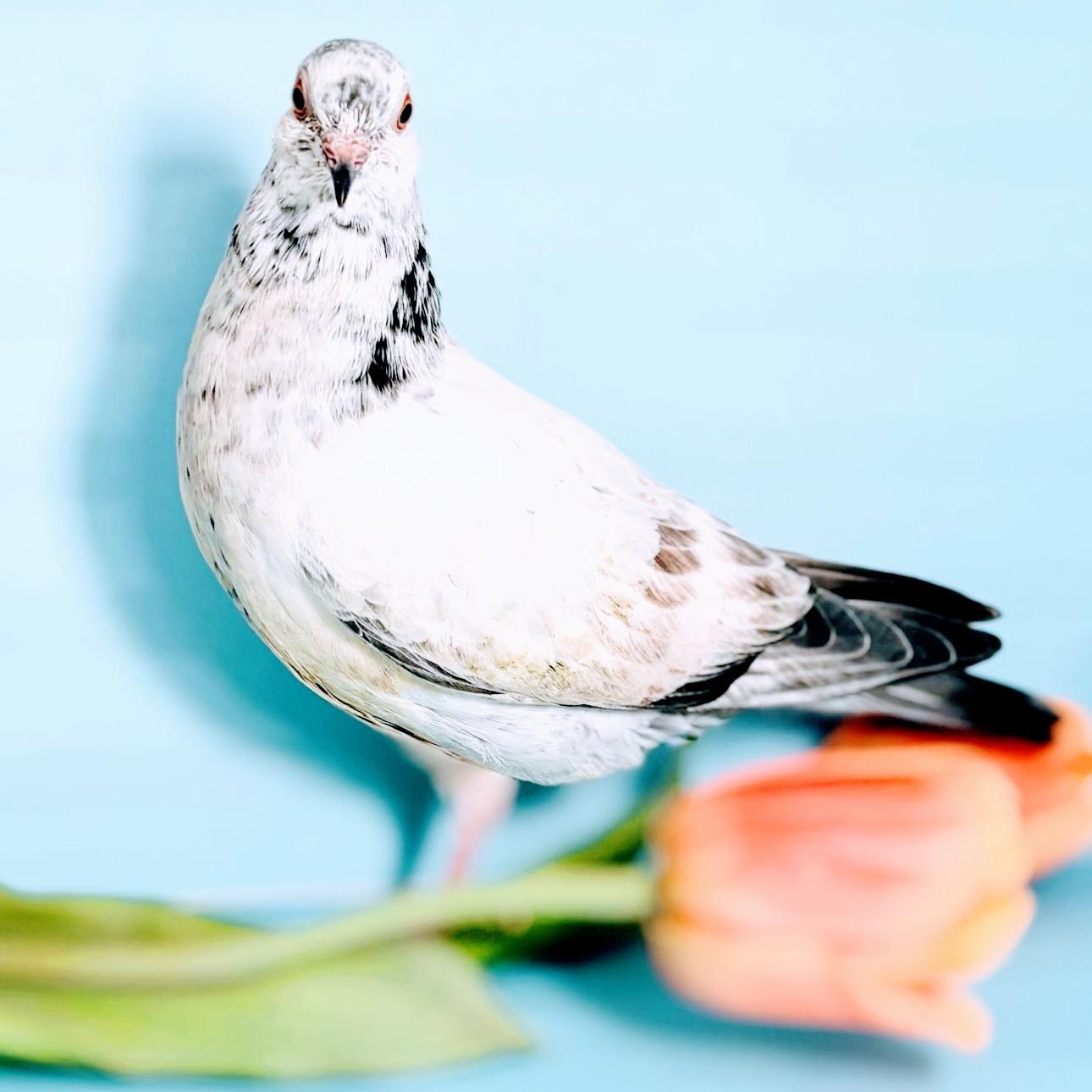 Enlarge Stormy, a Adoptable Pigeon in Chicago, IL image 2/4
