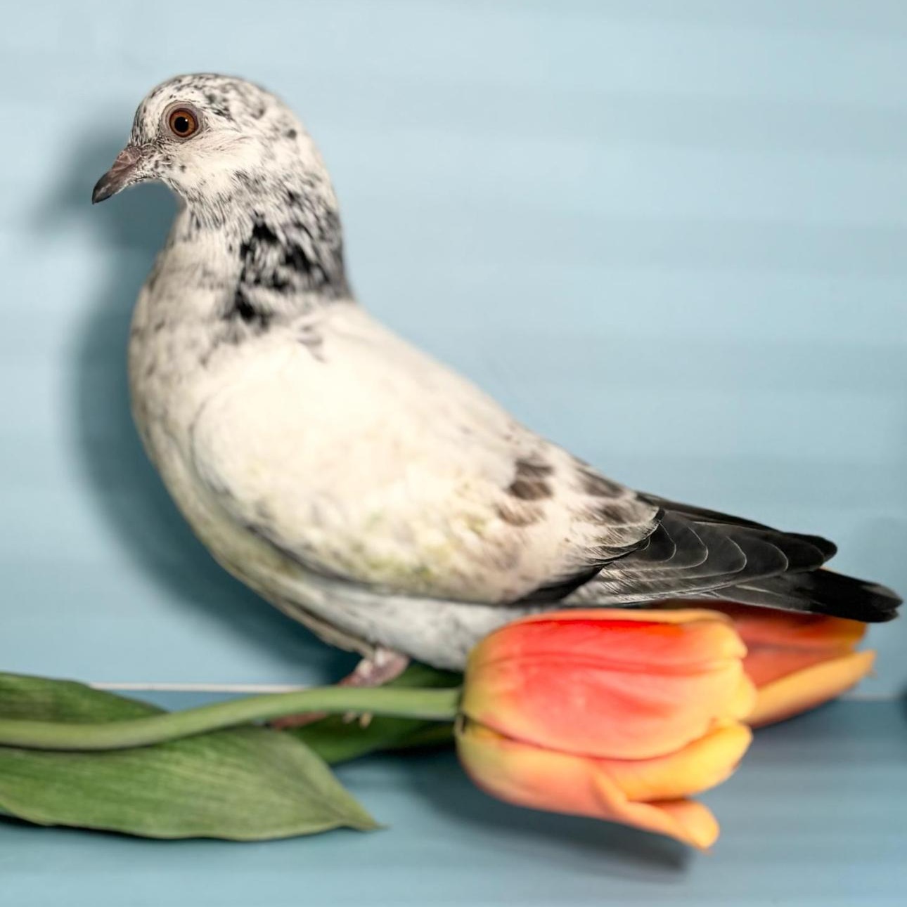 Enlarge Stormy, a Adoptable Pigeon in Chicago, IL image 1/4
