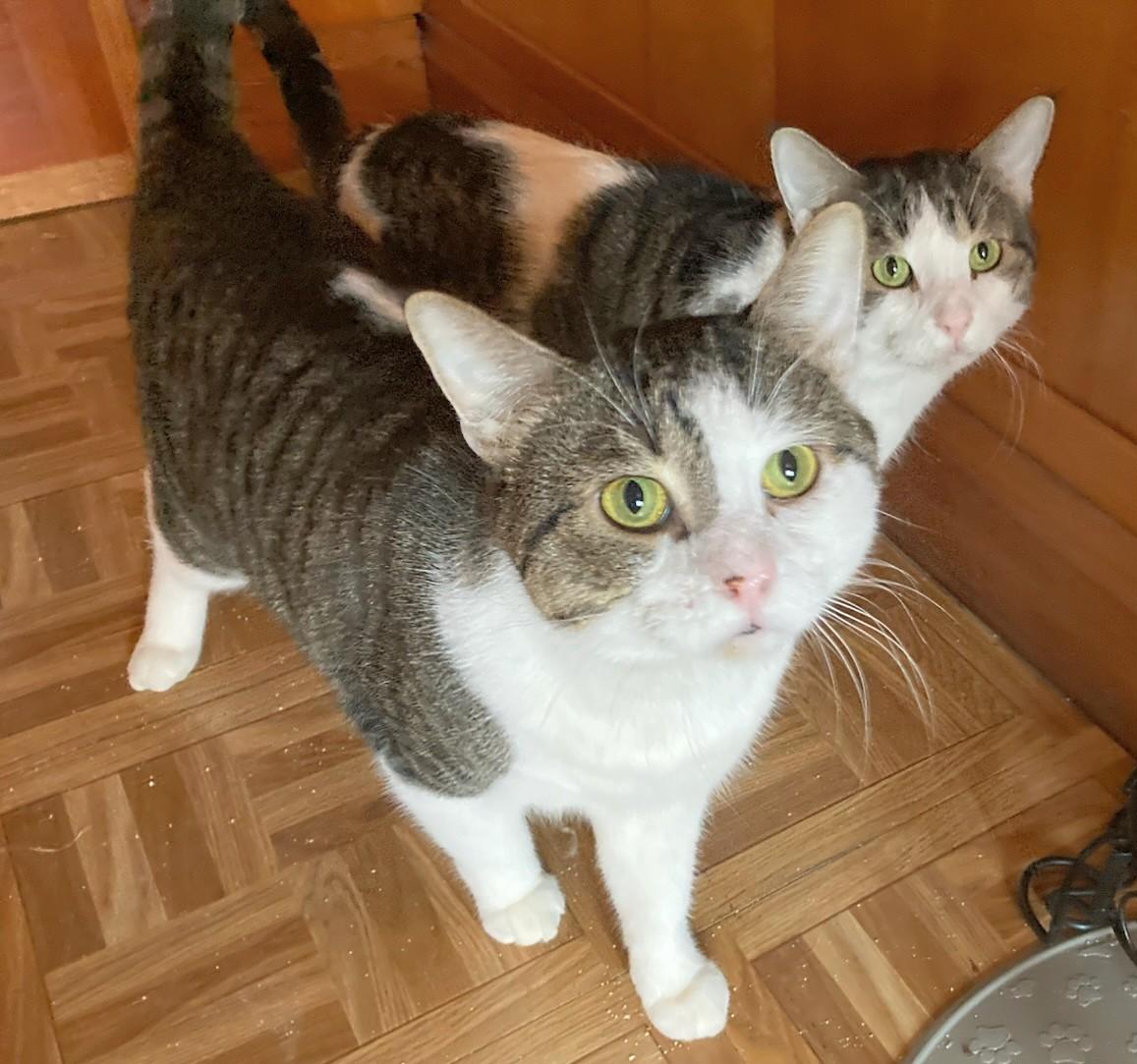 Enlarge Chips and Kushion (Reduced adoption fee), a Adoptable Domestic Short Hair in Melrose, MA image 1/6