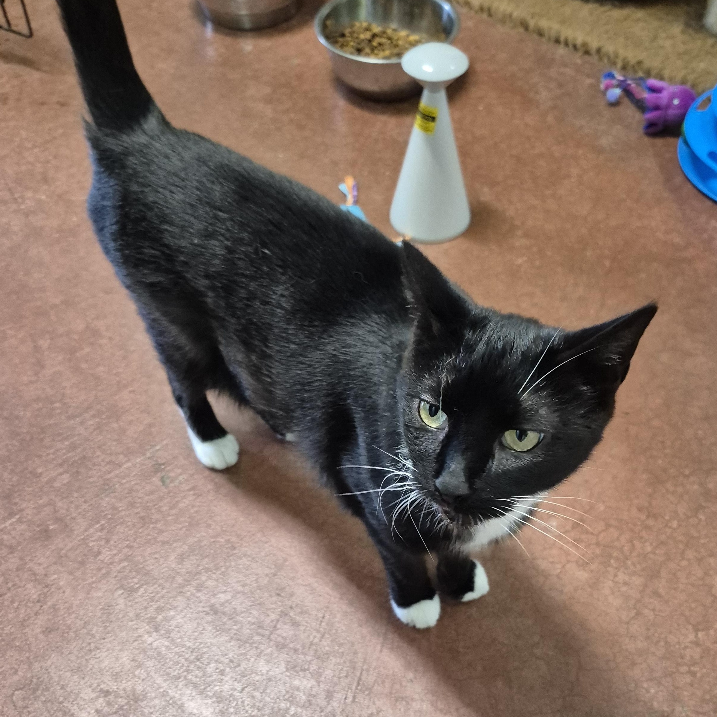 Maggie, a Adoptable Domestic Short Hair in Tioga, PA image 4/6