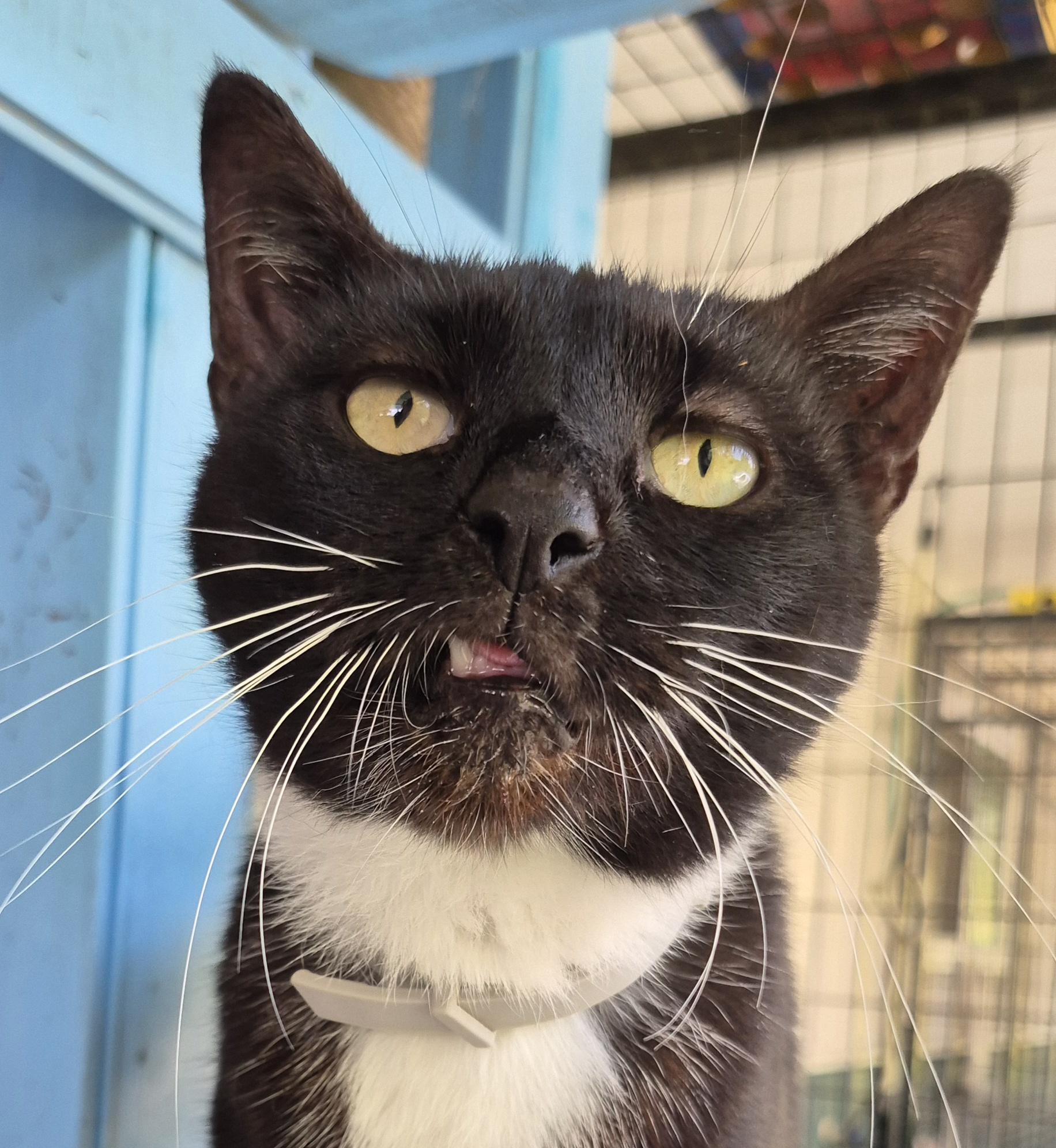 Maggie, a Adoptable Domestic Short Hair in Tioga, PA image 1/6