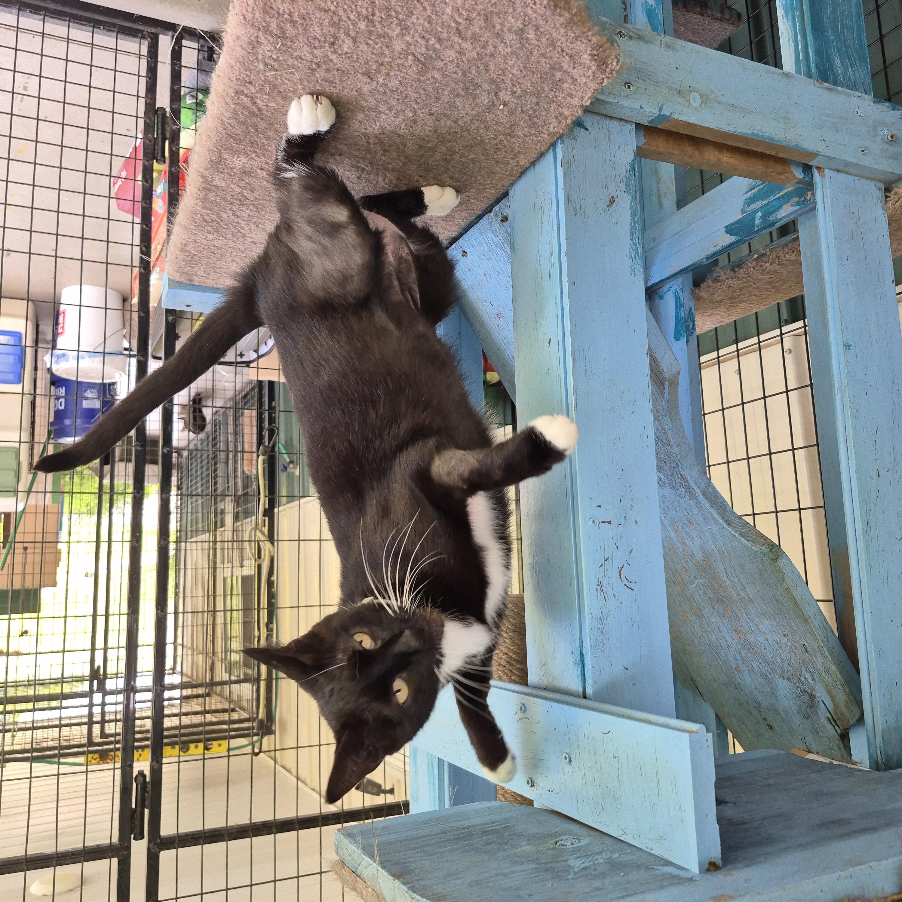 Maggie, a Adoptable Domestic Short Hair in Tioga, PA image 3/6