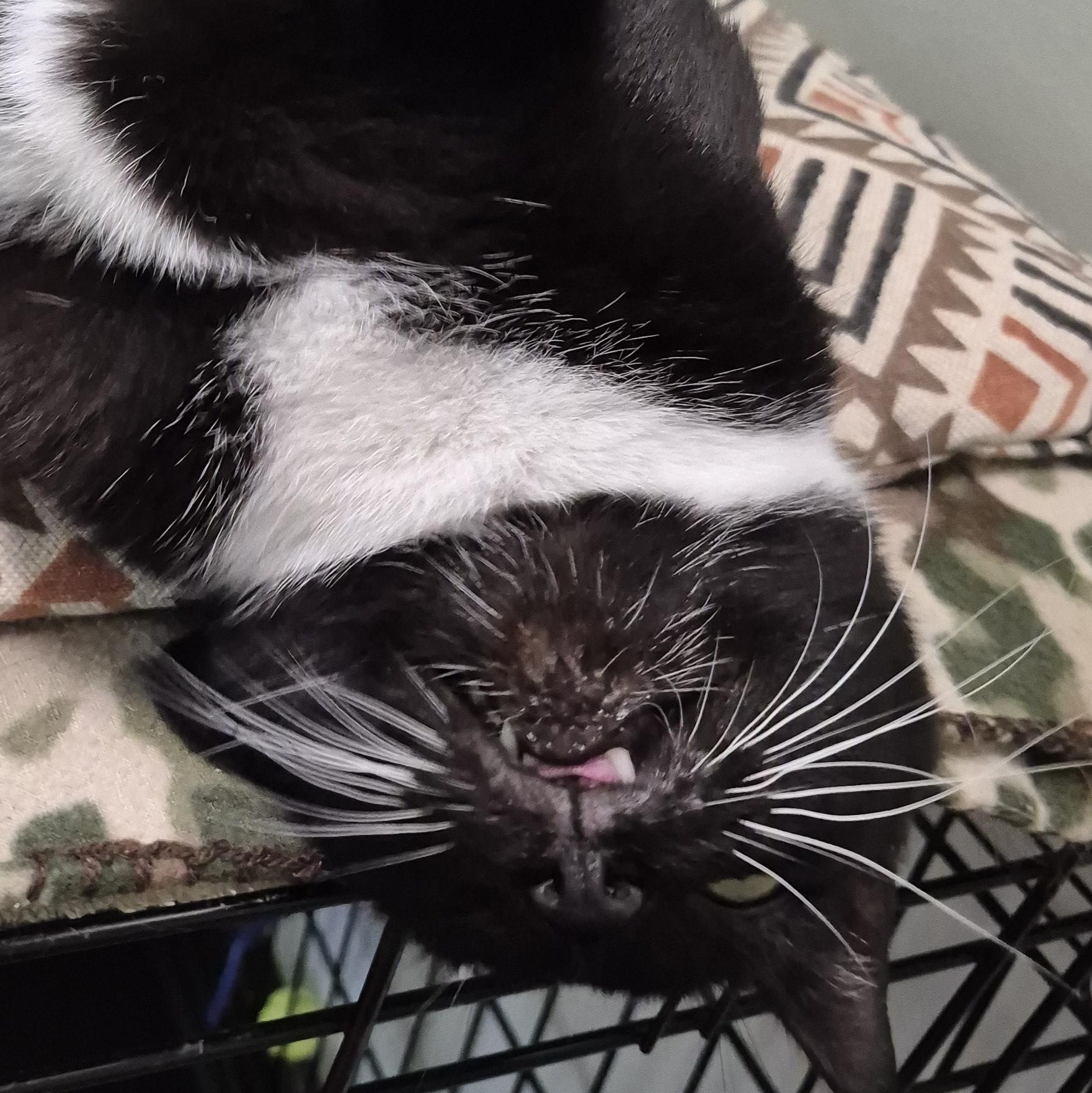 Maggie, a Adoptable Domestic Short Hair in Tioga, PA image 6/6