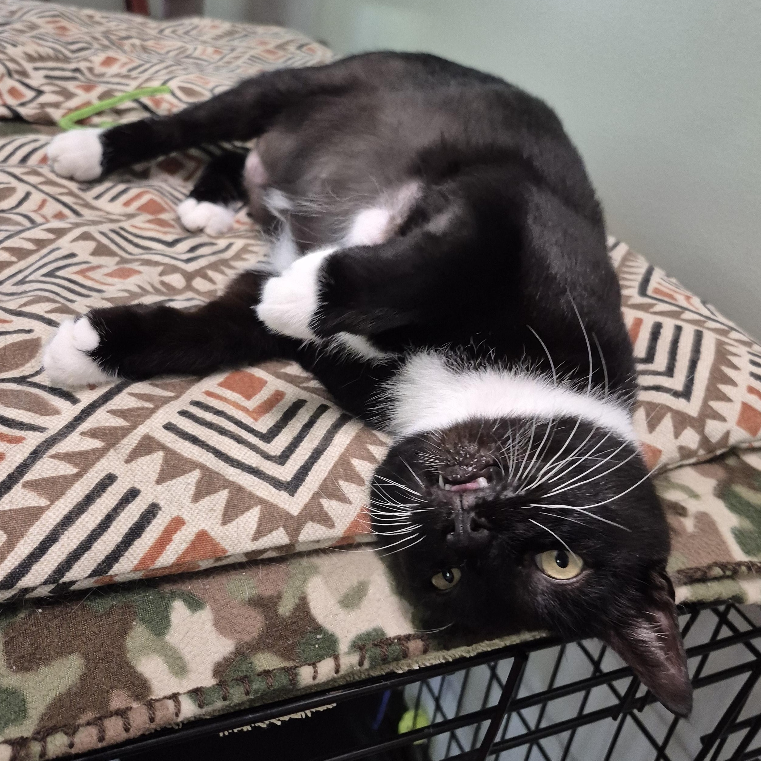 Maggie, a Adoptable Domestic Short Hair in Tioga, PA image 5/6