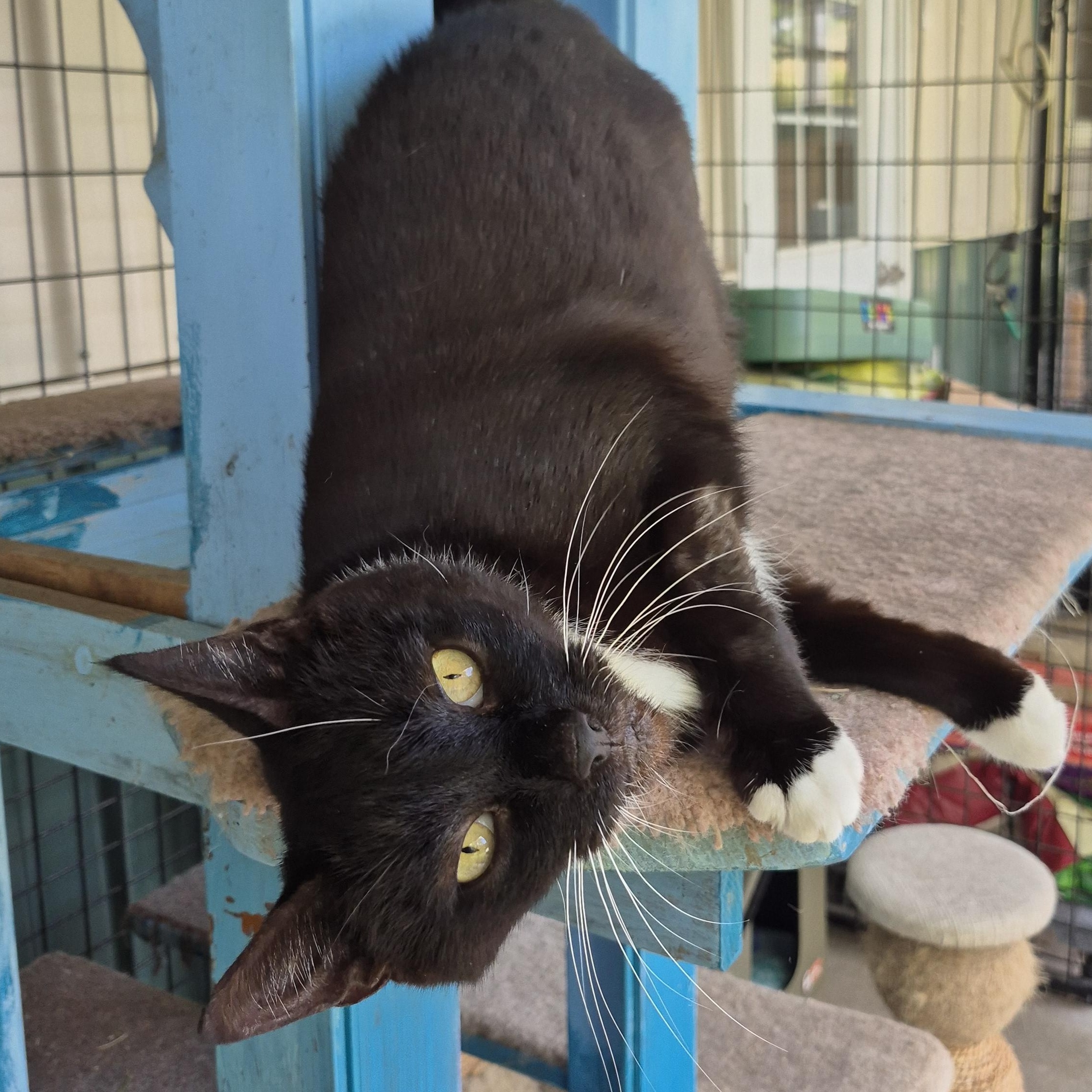 Maggie, a Adoptable Domestic Short Hair in Tioga, PA image 2/6