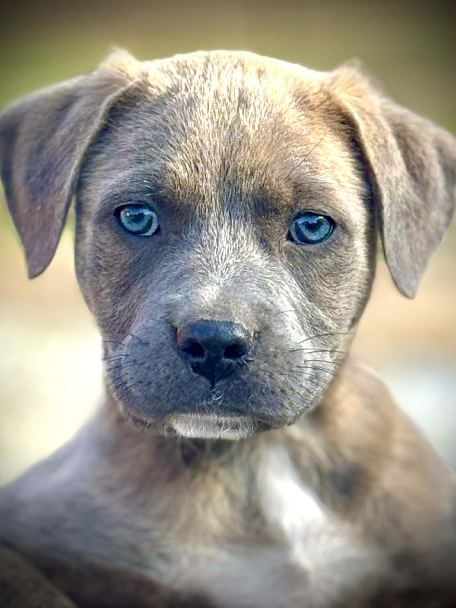 Enlarge Dexter, an adopted Mixed Breed in Northwood, NH image 4/4