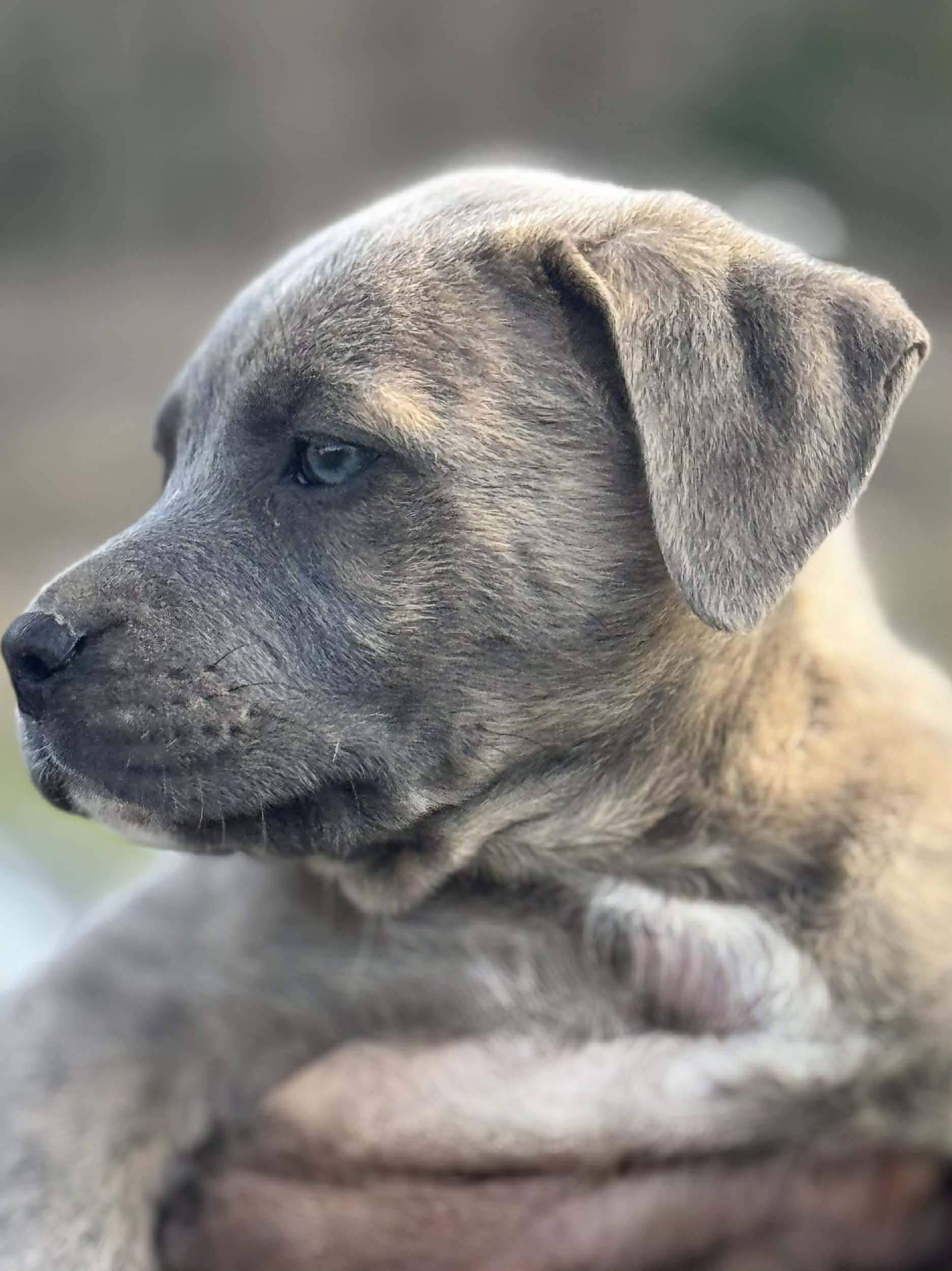 Enlarge Dexter, an adopted Mixed Breed in Northwood, NH image 3/4