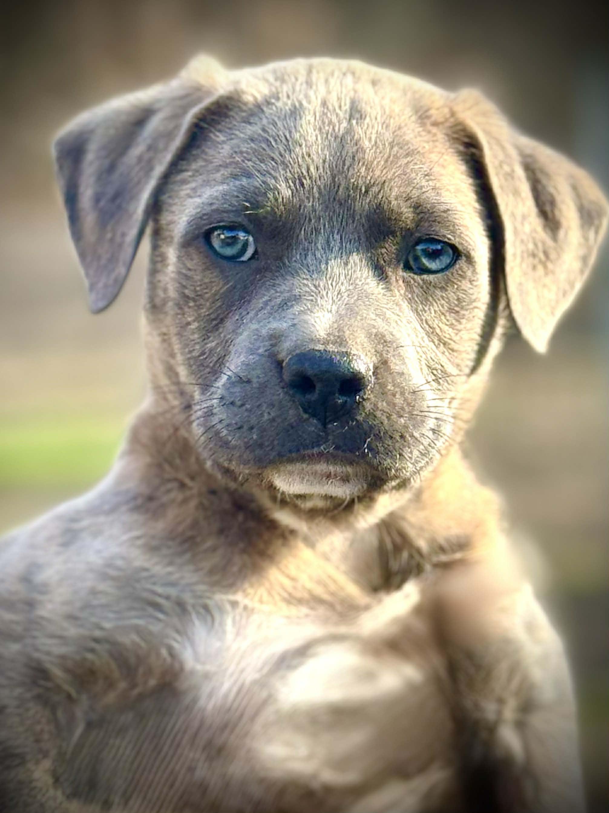 Dexter, adopted, Puppy Male Mixed Breed.
