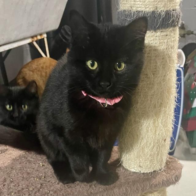 Enlarge Hershey, a ADOPTABLE Domestic Short Hair in Benson, MN image 1/3