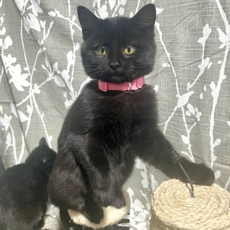 Enlarge Hershey, a ADOPTABLE Domestic Short Hair in Benson, MN image 2/3